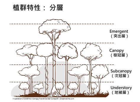 樹冠位置|什麼是樹冠層？